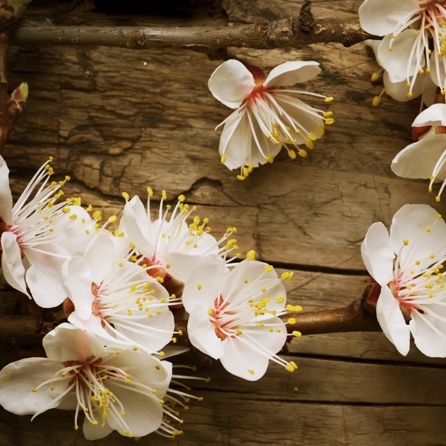 Angel leigh jose. Anne adams. Ann adams. Энн адамс. Энн адамс.