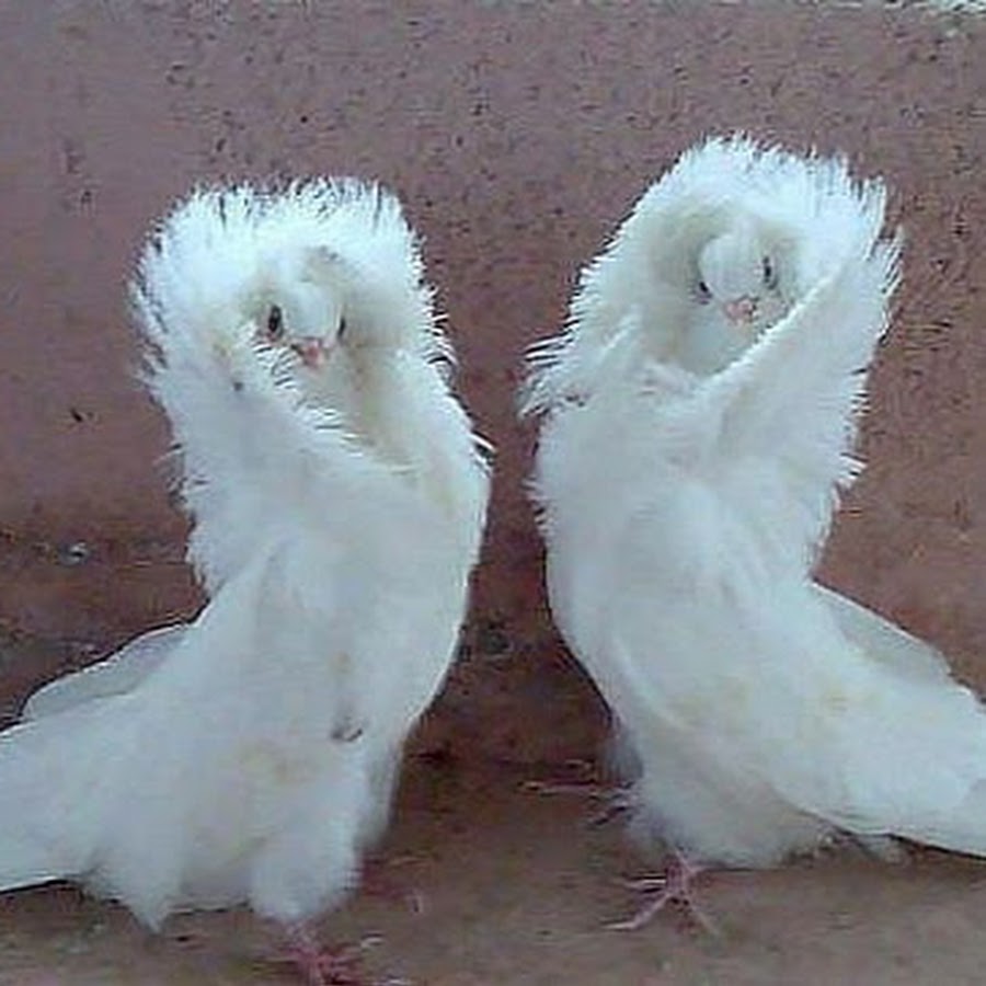 Николаевские голуби - YouTube