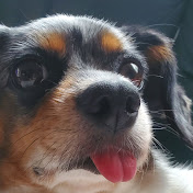 朗報 野生で捕まえたポケモンにもタマゴ技遺伝できる ポケモン剣盾 Youtube