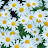 Daisy청량심