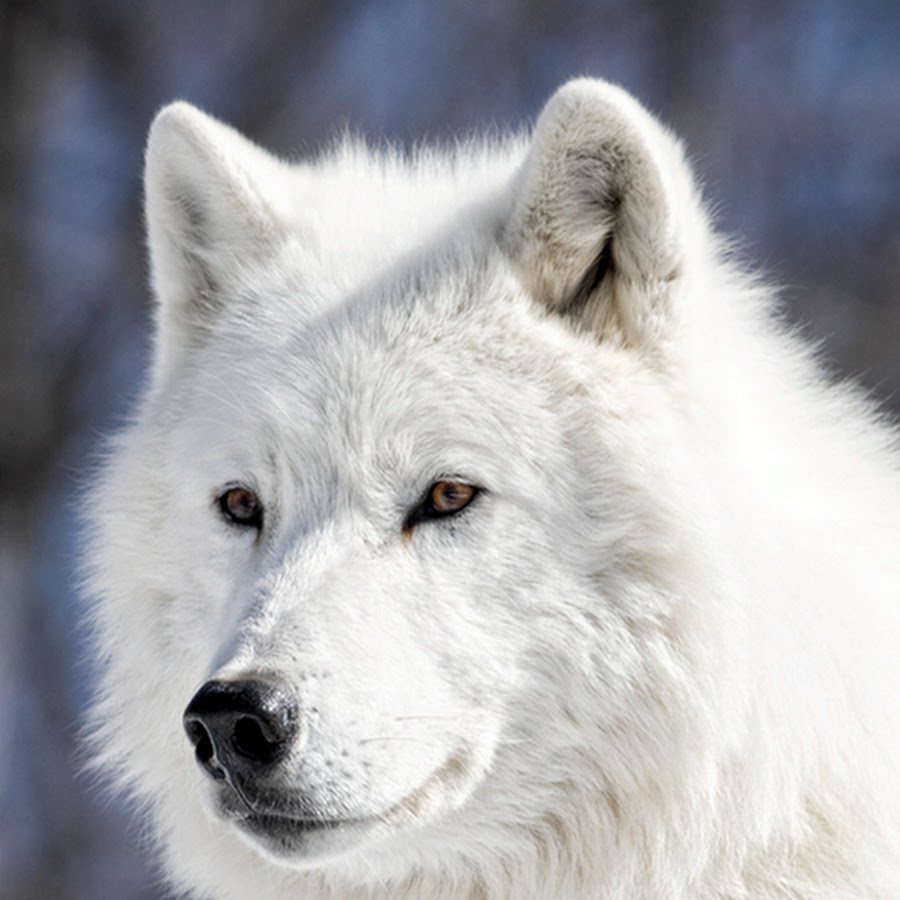 белый волк в волгограде. арктический волк. кавказские горный волк с белой гривой. сайлас белый волк. белые волки москва.