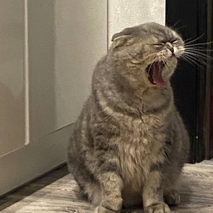 алина олешева кис. сколько лет алине олешевой. группа кис-кис алина олешева. алина олешева. алина олешева барабанщица.