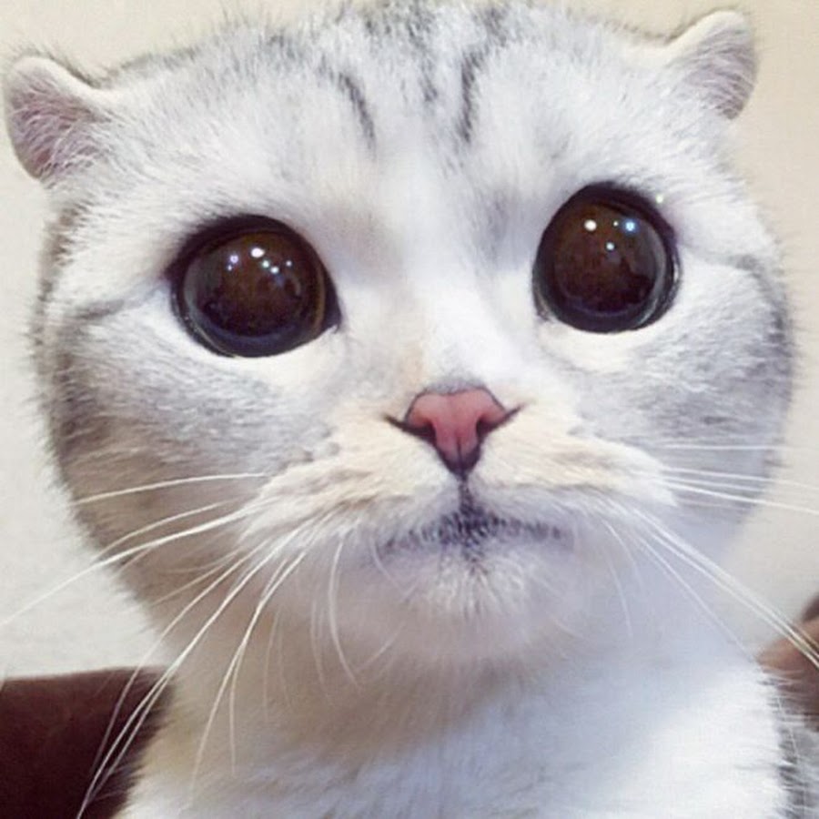 Кот большие глаза