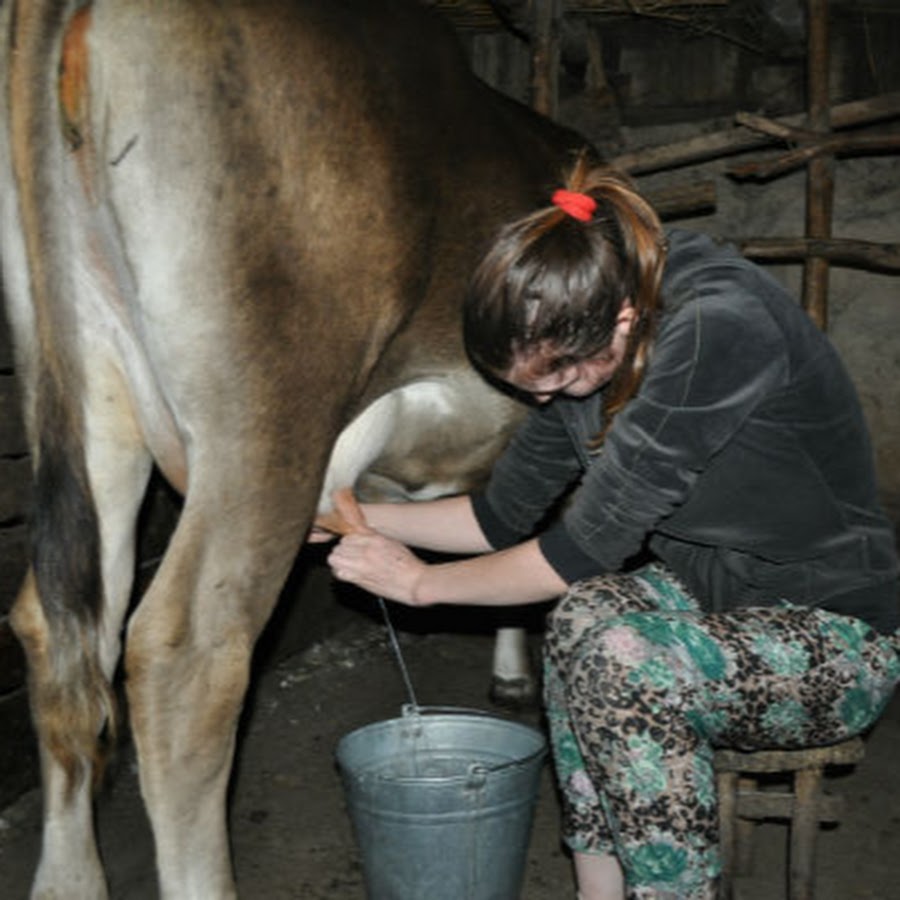 профессия доярка для детей. мама доит корову. женщина доит корову в деревне. доярка с коровой. девушка доит корову.