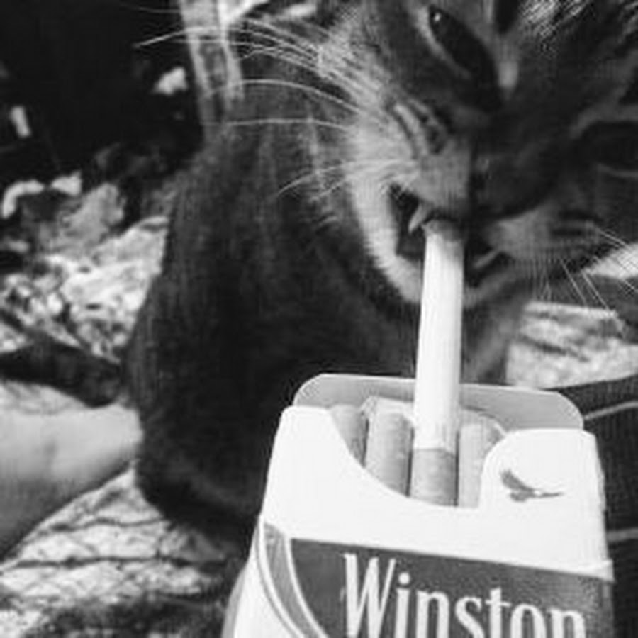 Roméo Elvis - Chocolat traducida al español - YouTube