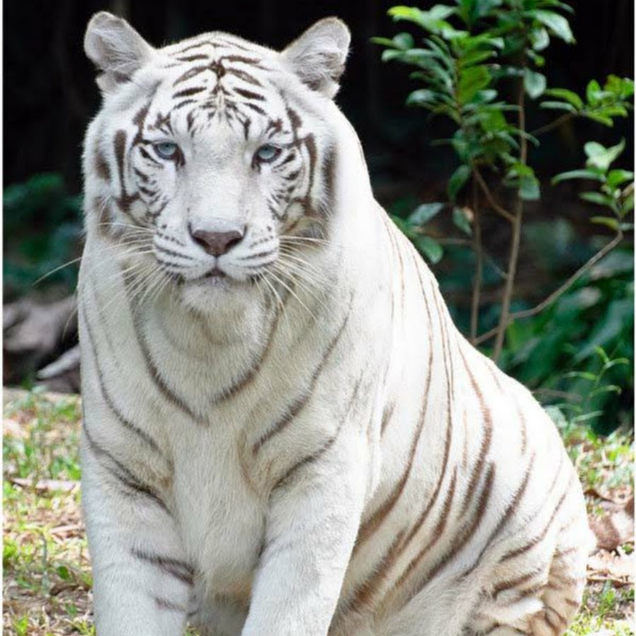 Белый тигр порода. Белый бенгальский тигр. Амурский тигр белый