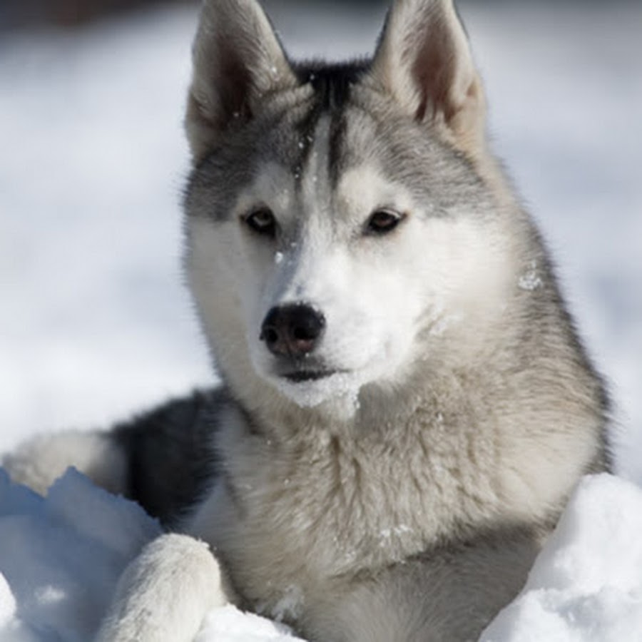 Сахалинский хаски порода. Хаски смешные. Лайка маламут. Хаски - аллилуя (feat. Хаски песни воображаемых людей.