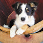 winedogs - @winedogs YouTube Profile Photo