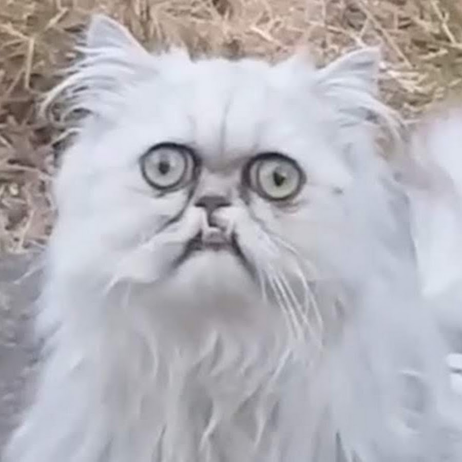 Кот уилфред