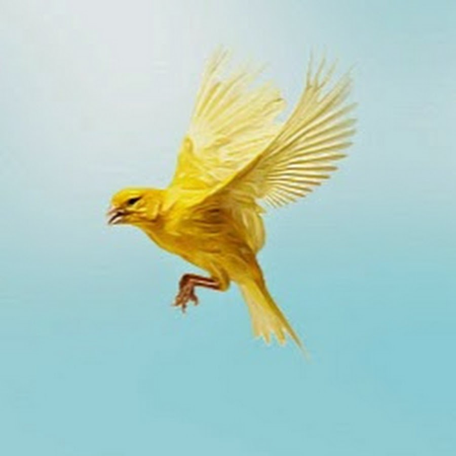 Желтая птичка для продажи квартиры рисунок