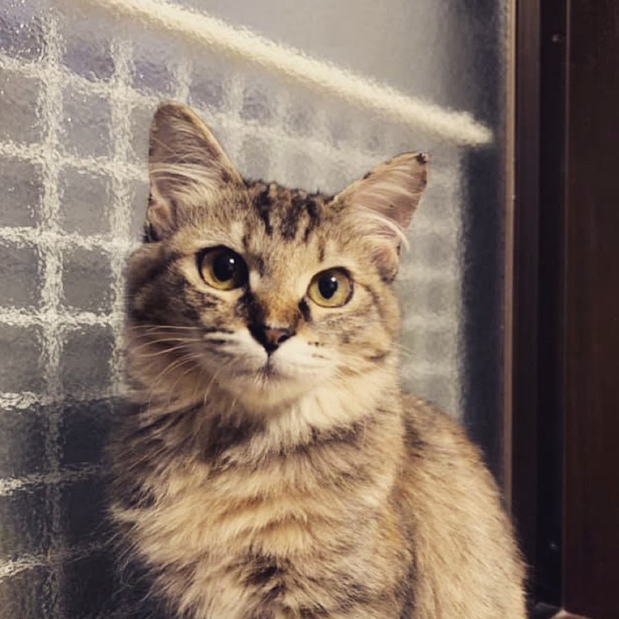 公式 ネコリパブリック 保護猫チャンネル Youtube