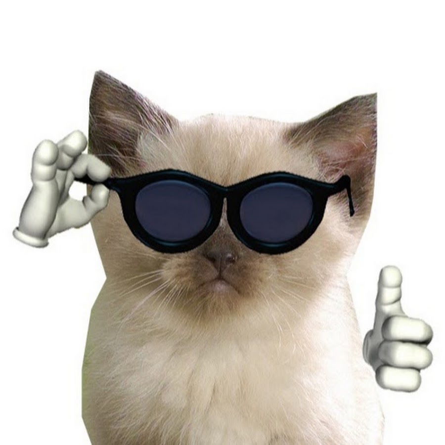 Кот в очках мем