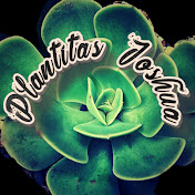 «Plantitas Joshua»