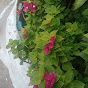 Phương Yến Nguyễn