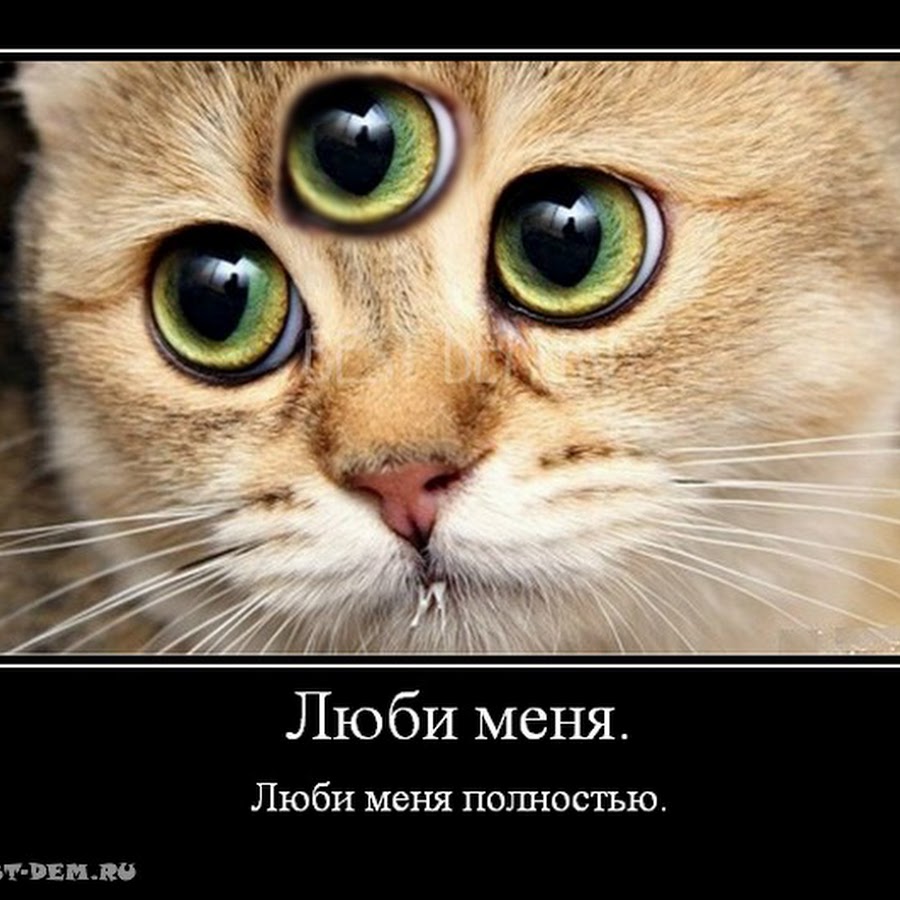 почему называют котенком. милые котики. смешные кошки с надписями. почему называют котенком. кошке интересно.