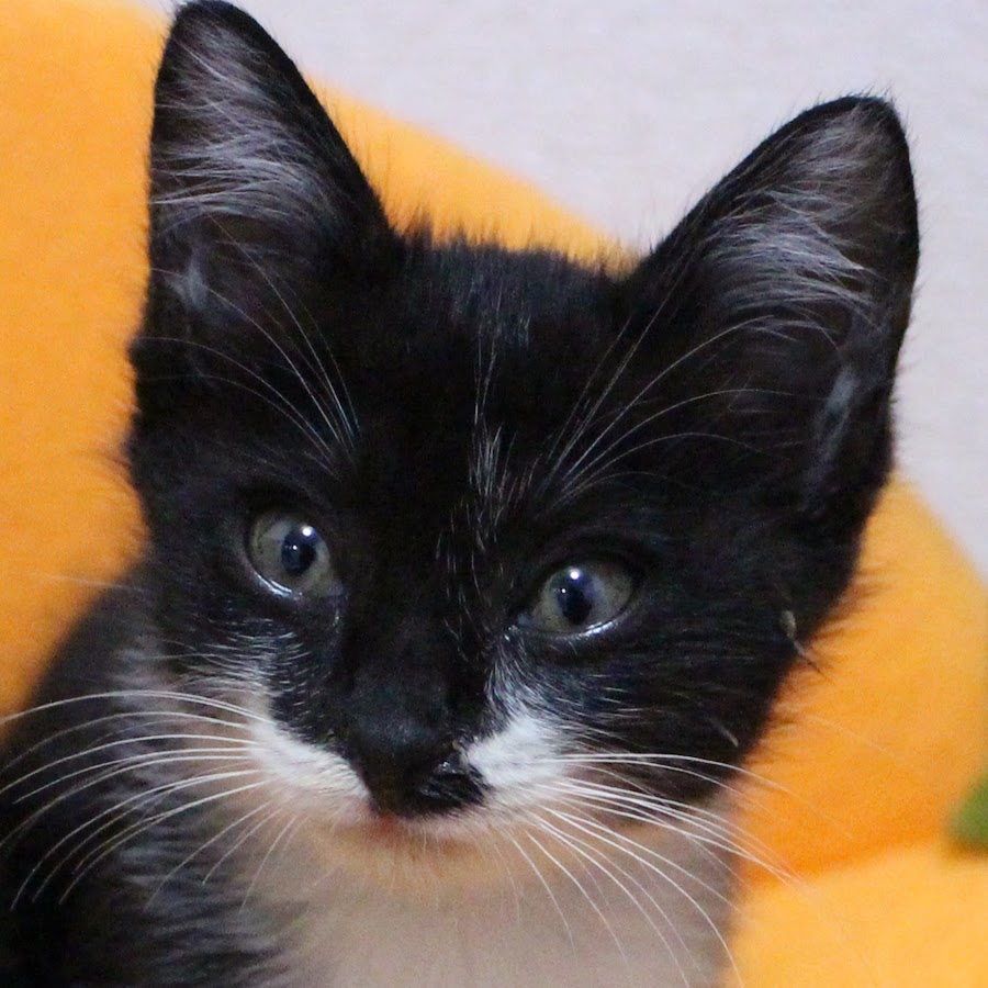 にゃんちゃん Youtube