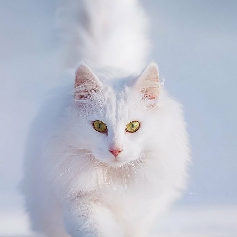 Белая кошка игра
