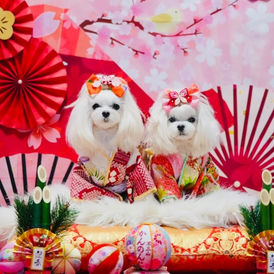 プリエブラシ犬猫の床屋さん アクアマリン Youtube