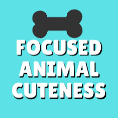 Focused Animal Cuteness Avatar