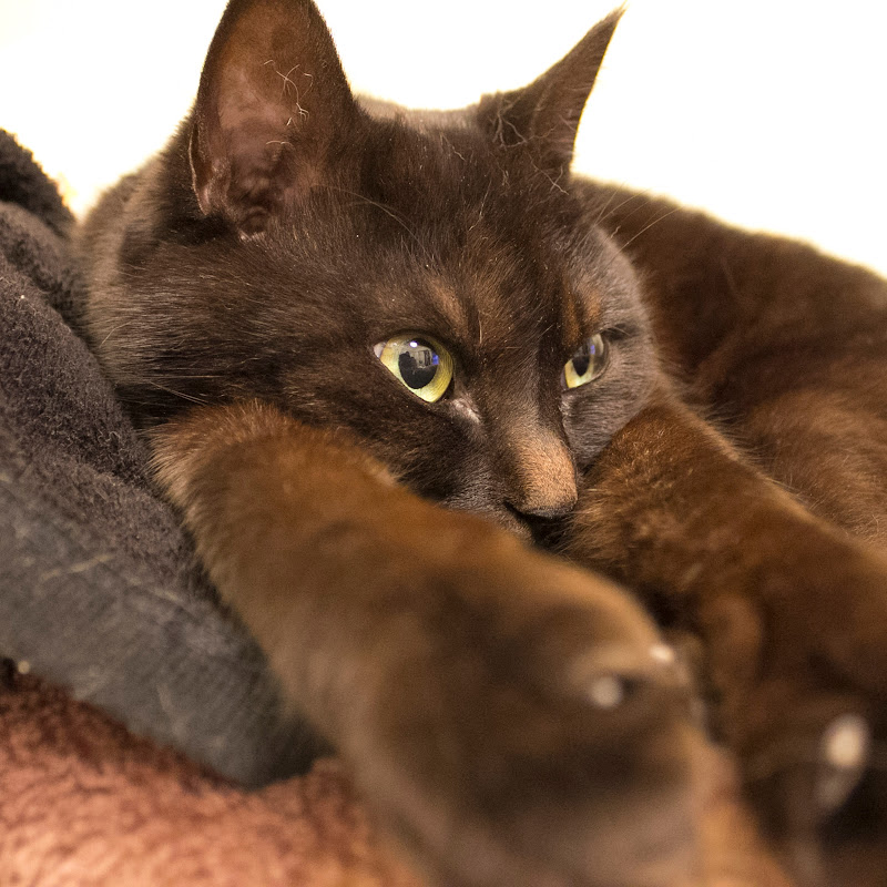 YamatoStyle セカンドチャンネル - 網紅的藏寶箱 