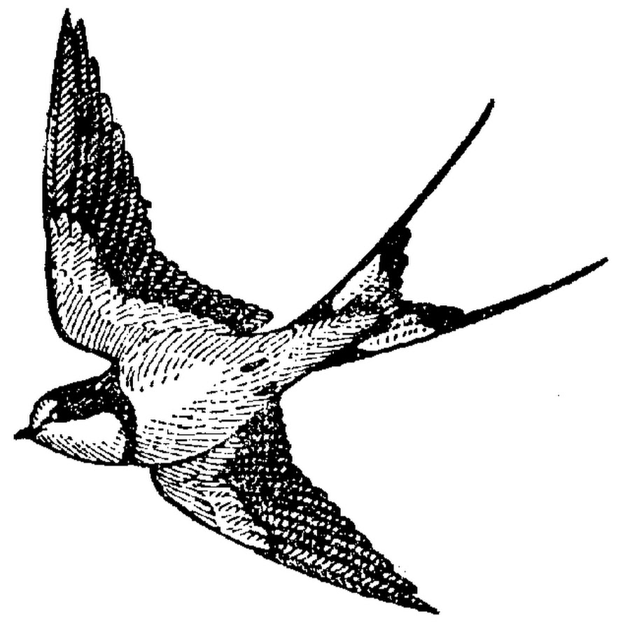 Рисунки птиц в полете