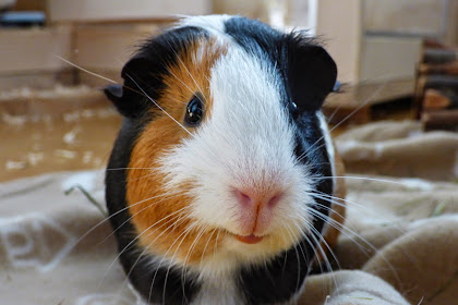diy guinea pig toys little adventures