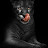 Le Puma Noir