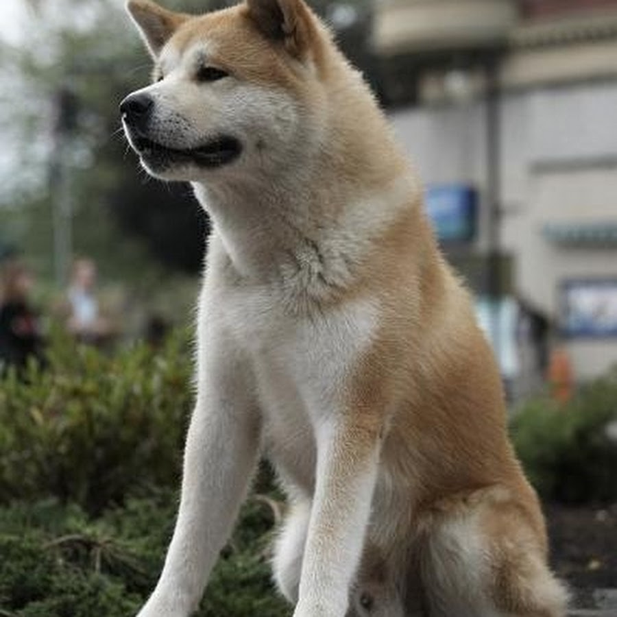 Картинка хатико ждет