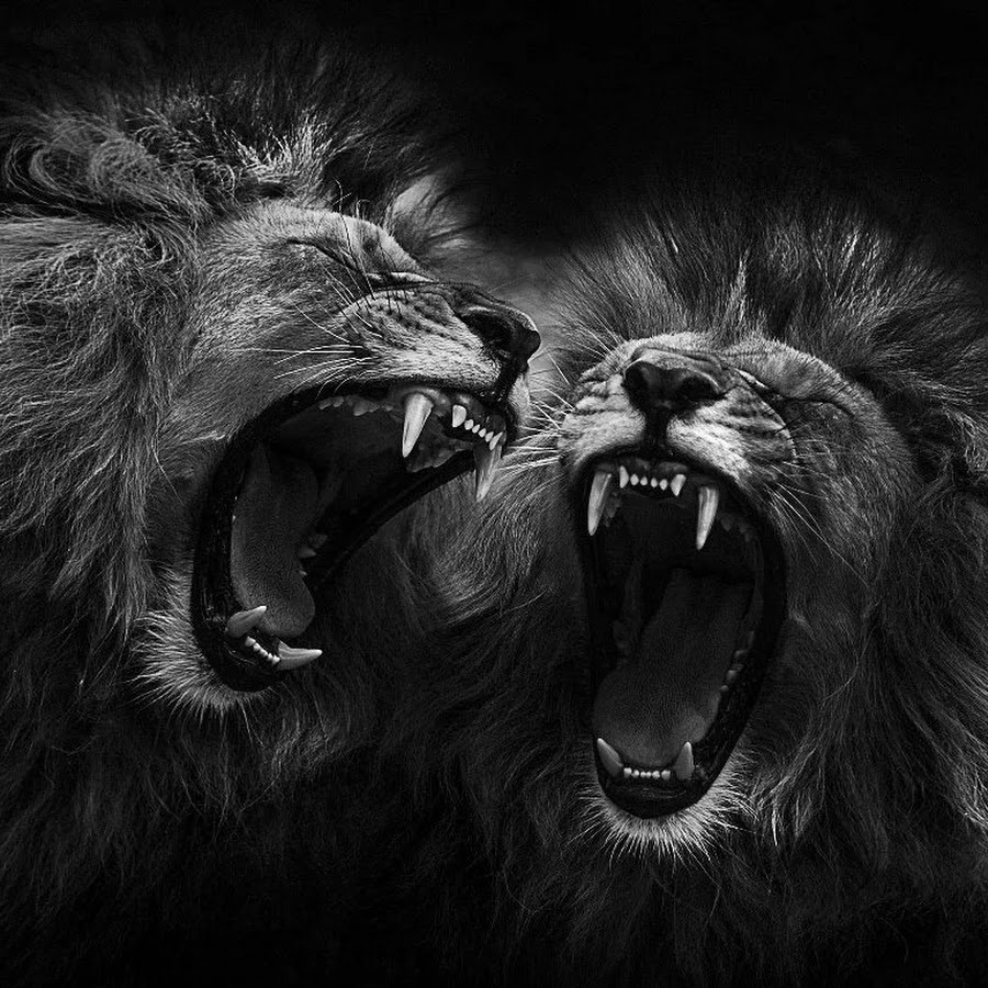Лев и львица черно белое