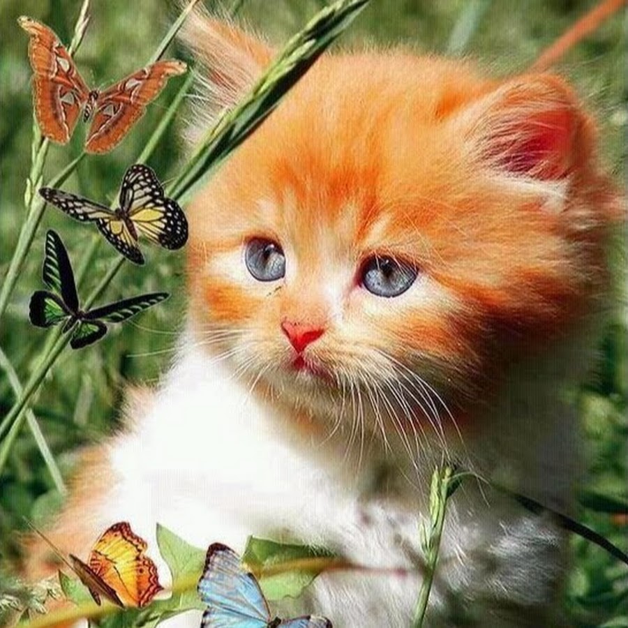Котенок с бабочкой на носу