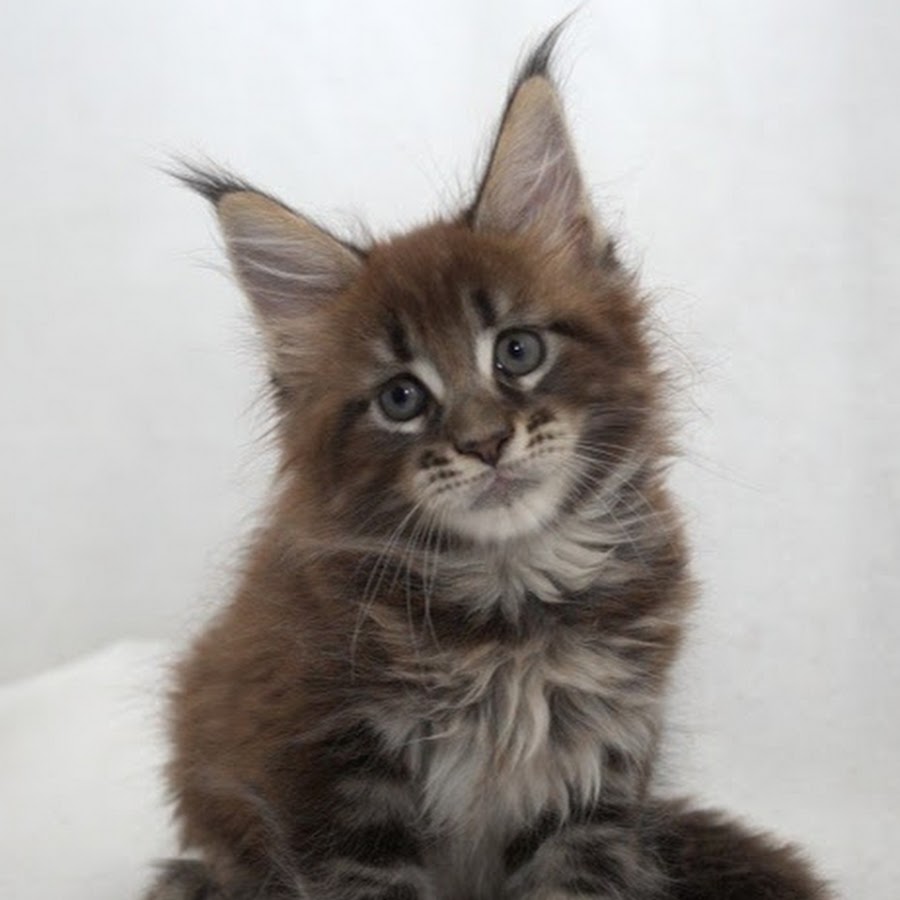 Кот красноярска. Кун отдам. Мейн кун с браком. Кун отдам. Отдают мейн кунов.