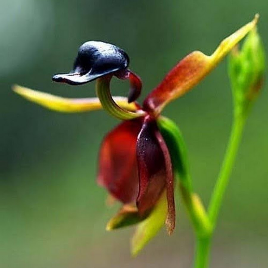 Орхидея Калеана