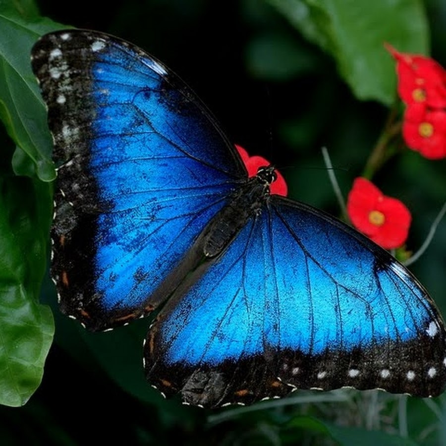 Черно синяя бабочка. Горгеус бабочка. Бабочка Блю Морфо Баттерфляй. Голубая бабочка Монарх. Данаида Монарх голубая.