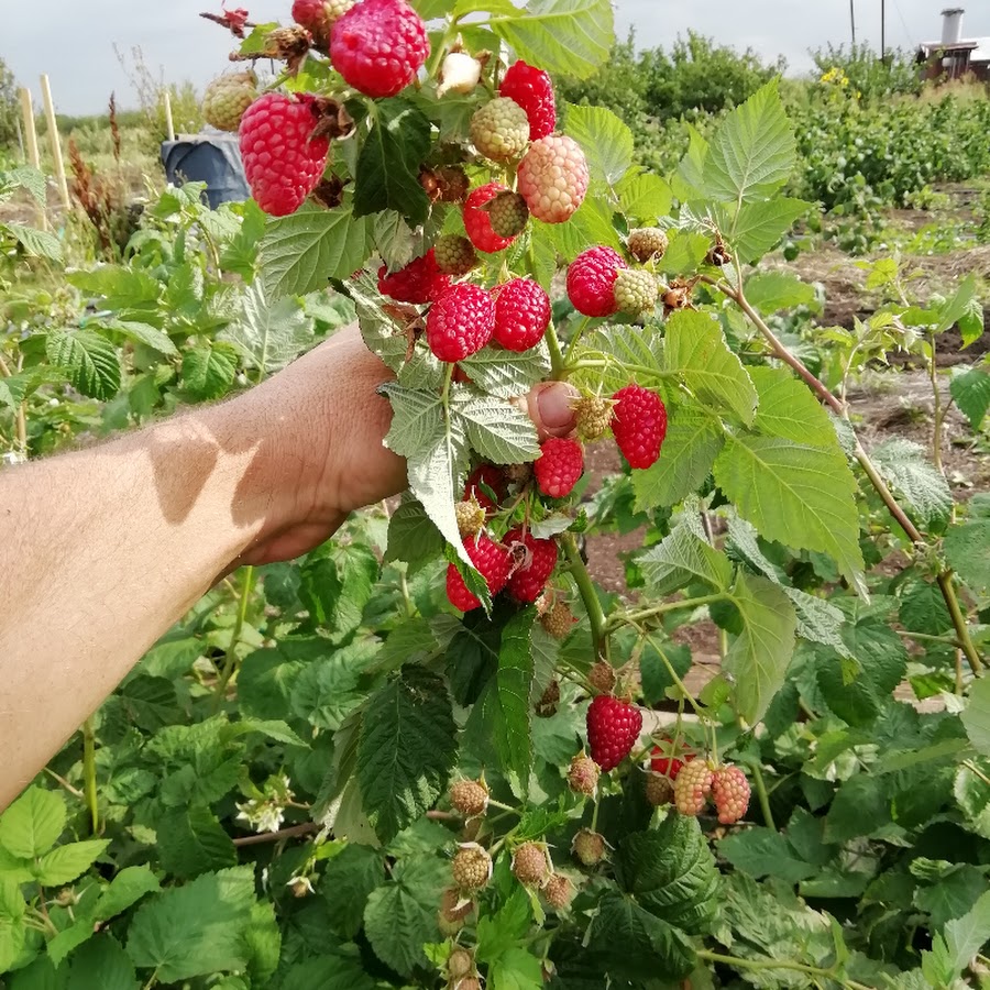ремонтантная малина сорт полана. хороший урожай малины. малина сорт зюгана. малина садовод. урожай малины.