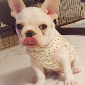 愛犬あるある 犬が飼い犬の股の間で寝る理由 フレンチ フレンチブルドッグ Youtube