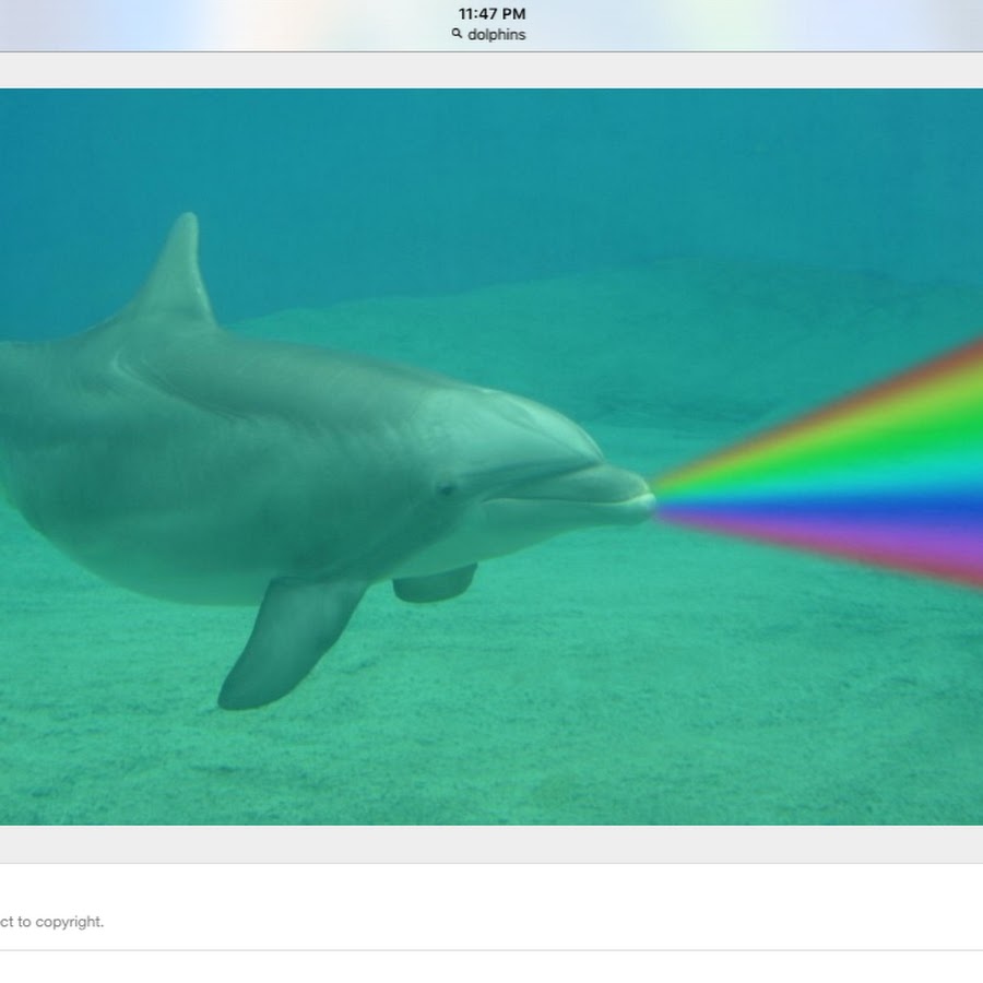 Дельфины разные. Какие бывают дельфины цветом. Какие бывают дельфины цветом. Какие бывают дельфины цветом. Какие бывают дельфины цветом.