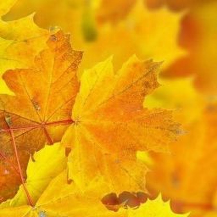 клён полевой. желтая листва. ярко желтый лист. ярко желтый лист. листок клена.