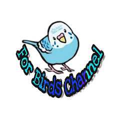 For birds channel Avatar