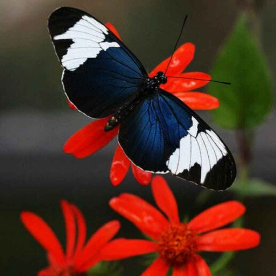 Как привлечь бабочек. Будлея рай для бабочек. Бабочка 4k. Бабочки привлеченные. Бабочки привлеченные.