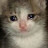 고냥이