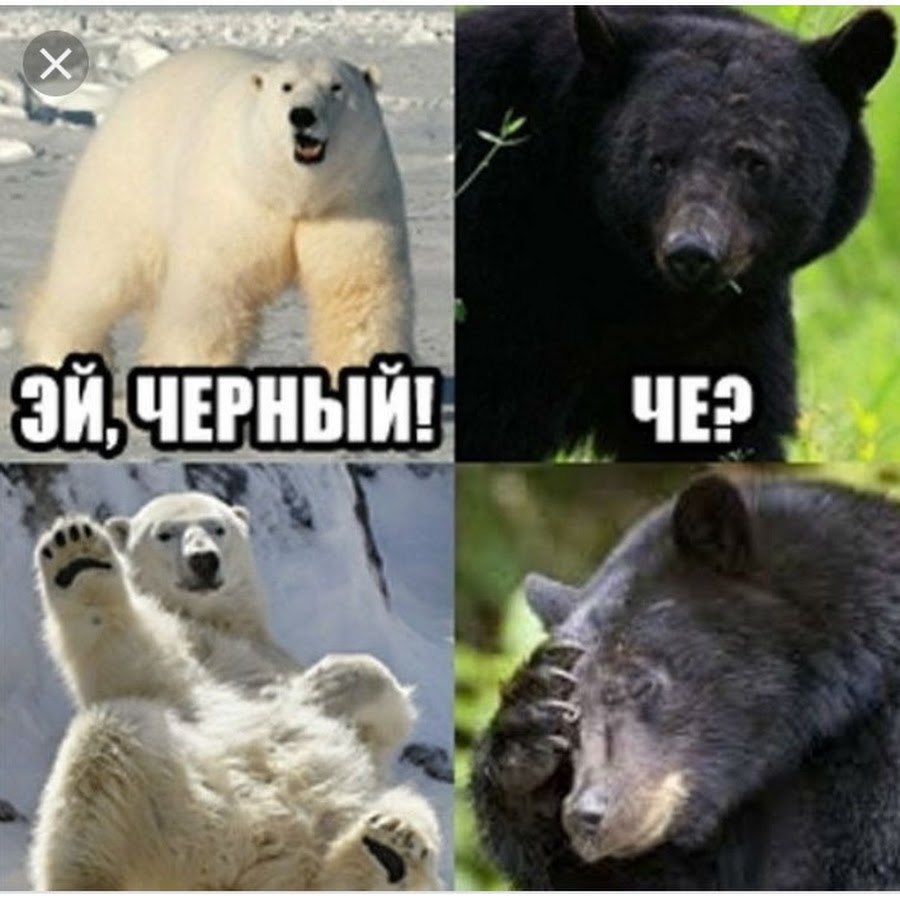 Медведь прикол