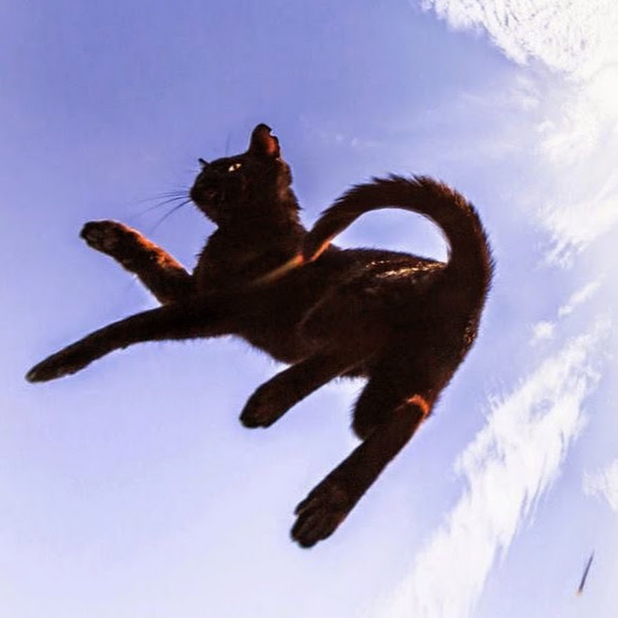 Летающий кот