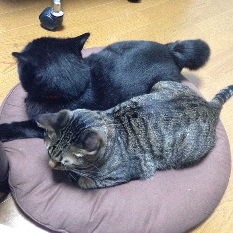 黒猫とキジ猫との日常 Youtube