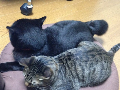 画像 キジ猫 写真 187229-キジ猫 写真 フリー