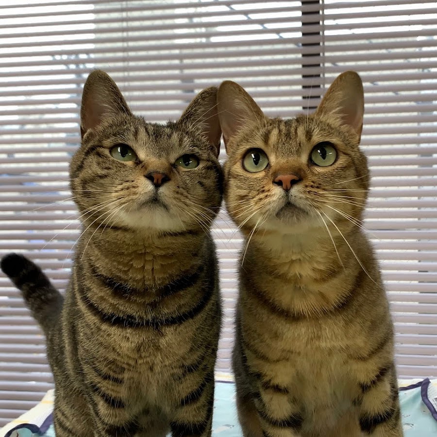 国際ペットワールド専門学校 Wanチャンネル Youtube