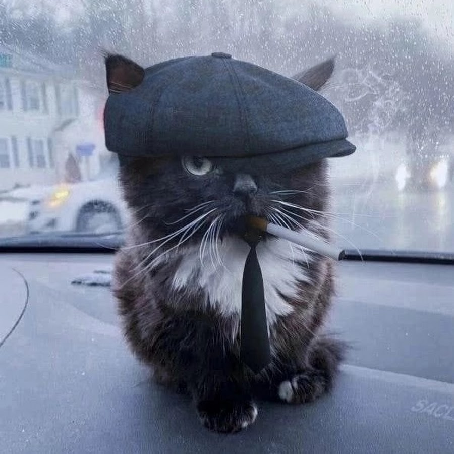Ава кот черный мем