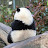 Asian_panda 24