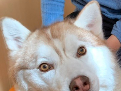 [最も欲しかった] シベリアン ハスキー 茶色 513290