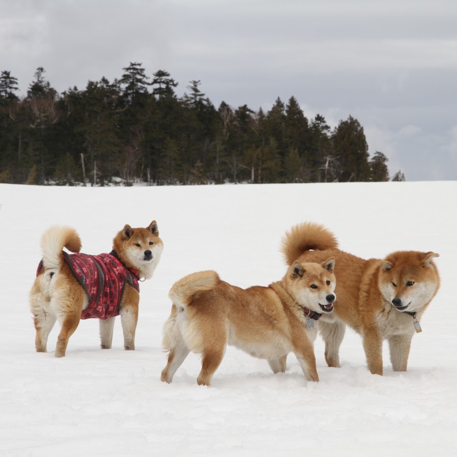 日光澤温泉 柴犬 チャンわらサン Youtube
