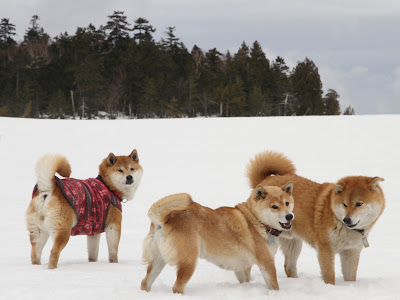 [コンプリート！] わら＝サン 281100-笑山門 江別 メニュー